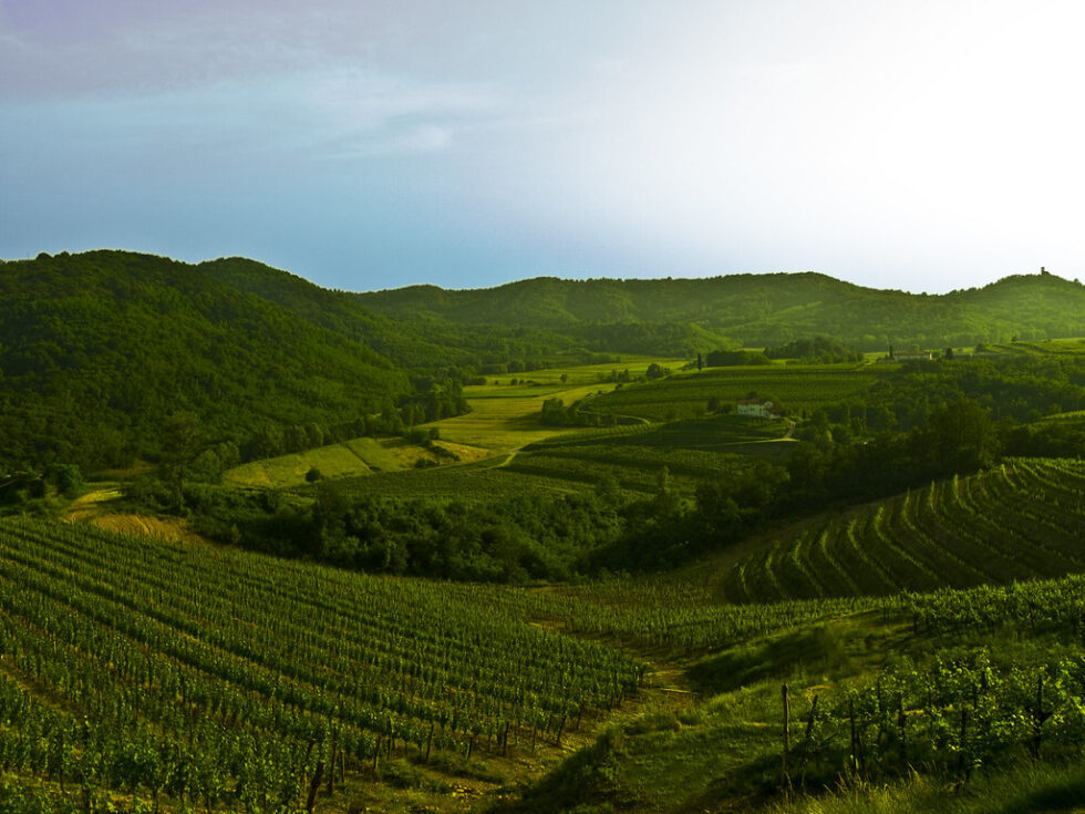 Il Collio goriziano | La Casa di Kipling